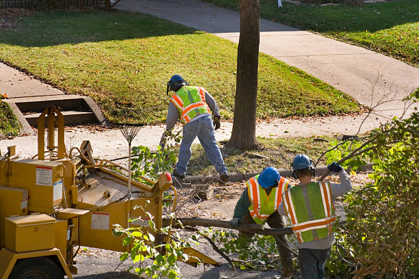 Best Lawn Renovation and Restoration  in East Grand Forks, MN